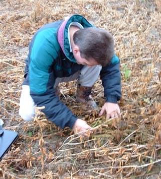 Jeffrey Wilson in West Union formation finding one of the eight green soybean plants amid the dry, brown plants ready for harvest. Photograph © 2003 by Delsey Knoechelman.