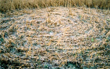 In the largest circle, phototropism apparently caused some soybean plants to rise back toward the sun, implying the plants had not been broken when the formation was created. Also, seeds on the standing plants appeared larger than seeds in the flattened plants. Cause is unknown. Photograph © 2003 by Jeffrey Wilson.