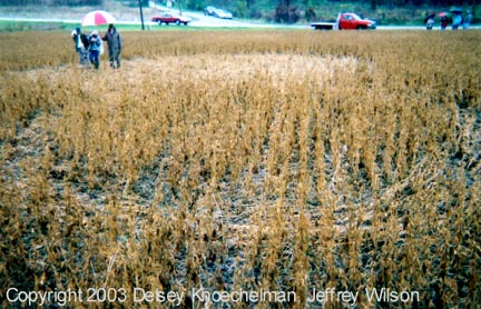 Ringed circle in dry soybean formation at West Union, Ohio. Investigators arrived in the rain on the weekend of October 25-26, 2003. Photograph © 2003 by Delsey Knoechelman and Jeffrey Wilson.