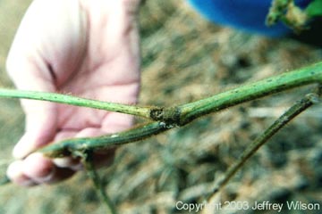 Eroded, scorched?, section of stem on one of the eight green plants discovered in the dry, brown West Union soybean formation, similar to damage found in the Serpent Mound and Paint Creek near Seip Mound soybean formations in August and September 2003. Photograph © 2003 by Jeffrey Wilson.