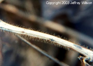 Normal soybean fuzz missing on one side of standing crop. Photograph © 2003 by Jeffrey Wilson.