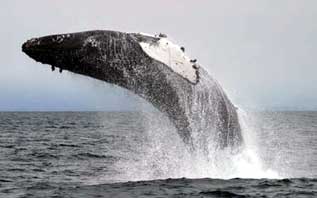 Humpback Whale off central California coast. Photo courtesy of Monterey Bay Whale Watch.