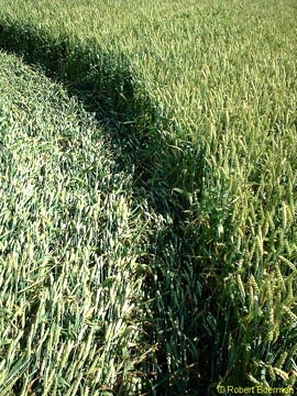 Close-up of 20-centimeter-wide (8 inches) border in shadow around inside perimeter of single circle. Border plants were pressed down more deeply than the rest of the flattened crop inside the circle. All plants laid counter-clockwise, including those in the deeper border. Photograph © 2003 by Robert Boerman.