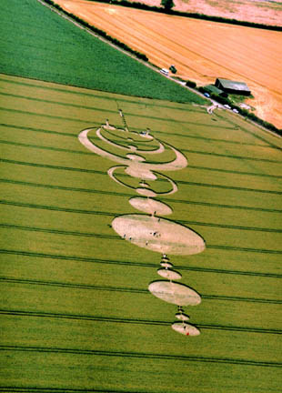 Windmill Hill near Avebury Trusloe reported in wheat on July 17, 2004. The huge pattern covers eleven tramlines, each about 75 feet wide, which would make this "insectoid" pictogram about 825 feet long. Aerial photograph © 2004 by Lucy Pringle.