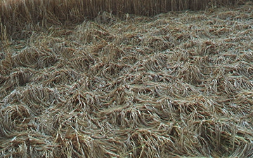 Mature barley with hairs carefully laid like feathers on a choppy sea throughout the floor lay of the Windmill Hill pattern discovered August 7, 2000. Photograph © 2000 by Linda Moulton Howe.