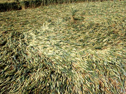 "Water running" flow of wheat plants in the huge Windmill Hill formation reported July 17, 2004. Photograph © 2004 by Bert Janssen.