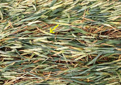 Yellow arrow points out thin counter-clockwise ring woven of two or three stalks through the center of the larger 2-meter-wide clockwise ring in the Windmill Hill formation found on July 17, 2004, near Avebury Trusloe, Wiltshire. Photograph © 2004 by Bert Janssen.