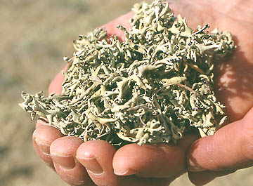 Xanthoparmelia chlorochroa, tumbleweed shield lichen, common to the region south of Rawlins, Wyoming. There in a 50-square-mile region, 304 elk have been paralyzed and died since the first of February 2004. Unidentified toxin suspected in the lichen. Image courtesy Wyoming Game and Fish Department.