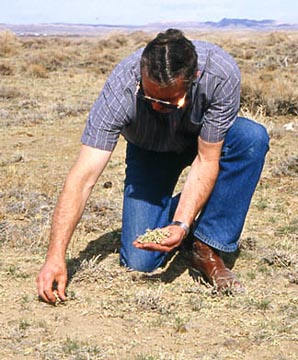 Gary Butler, Wyoming Game and Fish Habitat Program Manager, collects Xanthoparmelia chlorochroa, also known as "tumbleweed shield lichen," that had been browsed by elk in areas where the paralyzed animals were found south of Rawlins. Photograph courtesy Wyoming Game and Fish Department.