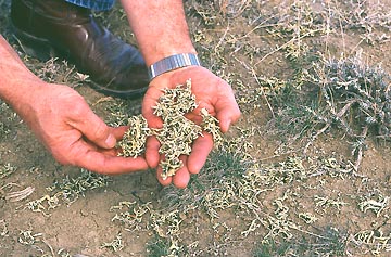 Wyoming Game and Fish personnel investigated ground around paralyzed elk and discovered large concentration of the lichen Xanthoparmelia chlorochroa. No specific toxic chemical in the lichen has yet been identified. Photograph courtesy Wyoming Game and Fish Dept.