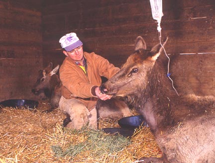 Two of the four paralyzed elk that the Wyoming Game and Fish Department tried to rehydrate to restore vitamin and mineral intake. But none of the animals improved. Image courtesy Wyoming Game and Fish Dept.