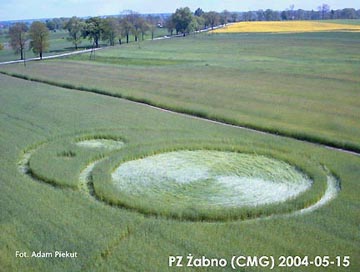 Crop formation in wheat reported in Zabno, Poland, on May 15, 2004. Photograph © 2004 by Adam Piekut.
