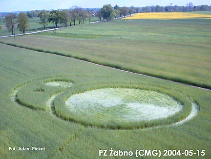 Crop formation in wheat reported in Zabno, Poland, on May 15, 2004. All photograph © 2004 by Adam Piekut.