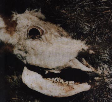 Polaroid by Sheriff Tex Graves, Logan County, northeastern Colorado, 1976. 