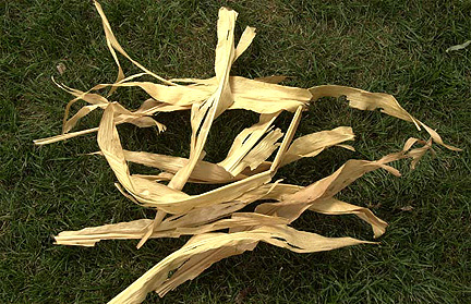 Corn leaves that fell out of the cloudless, blue sky onto Paul Corn's yard in the eastern edge of Wichita, Kansas on Friday, August 3, 2001. Photograph © 2001 by Bryan Corn.