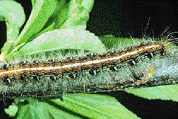 Eastern Tent Caterpillar feeds on wild black cherry tree leaves which contain cyanide. The insects overwhelmed Kentucky trees and fields in the spring of 2001. Is there a connection to the aborted foal syndrome? Photograph courtesy University of Kentucky College of Agriculture.