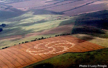 409-circle, 787-foot diameter formation discovered Sunday, August 12 after a night of rain. This wheat field is on the highest plateau of Milk Hill and the highest point in the county of Wiltshire, England. The field is not visible from any road and to get there, people must walk about fifteen minutes from the nearest place to park a car. Photograph © 2001 by Lucy Pringle.