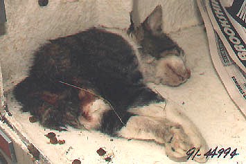 Mutilated half cat photographed by Plano, Texas Police Officer for Incident Report #91-44994, August 31, 1991.