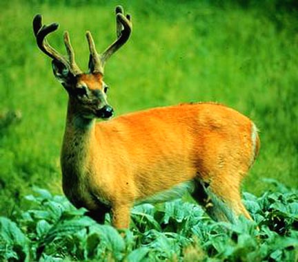 The Wisconsin Department of Natural Resources haas confirmed ten cases of deadly chronic wasting disease (CWD) in wild white-tailed deer, the first such cases east of the Mississippi River. Photograph © 2001 by Roger Barbour Kuhn.