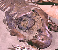 The fossilized chest cavity of a plant-eating Thescelosaurus dinosaur that died 66 million years ago. The circular, dark object at the center is the dinosaur's heart now confirmed to be four chambered with one aorta like warm-blooded animals today, not the cold-blooded reptilian metabolism assumed for dinosaurs over the past 150 years. Photograph © 2000 by Paul Fisher, NCSU College of Veterinary Medicine Biomedical Imaging Resource Facility, Raleigh, North Carolina.