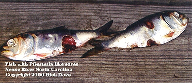 Two menhaden fish among 300,000 dead in recent weeks in the Neuse and Pamlico Rivers of North Carolina's estuaries. The large red and bleeding sores are typical of the Pfiesteria dinoflagellate which can be either an algae plant or amoeba animal, depending upon environmental conditions. In its amoeba form, it likes to eat fish. Photograph © 2000 by Rick Dove.