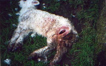   Three-month-old lamb discovered dead and mutilated in May 2001, Beddgelert, North Wales, England. Photographed by David Schindler.