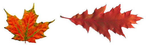 Left: red maple; Right: Oak. The red colors are produced by anthocyanin molecules. Research shows red maple anthocyanin can destroy other plant seeds.