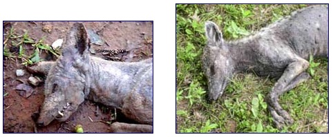 Left: Pollok, Texas, October 8, 2004, strange gray animal soon after it was shot. Image © 2004 by Stacey Womack. Right: Elmendorf, Texas, Memorial Day weekend, 2004, unidentified gray animal about six hours after shot. Both described as about 20 inches tall, 30 inches long with upper and lower fangs overlapping in overbite and front legs shorter than back legs. Image © 2004 by Devin McAnally.