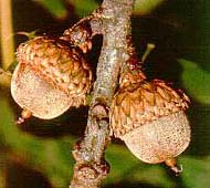 Acorns on Black Oak, Quercus velutina. Image from Virginia Dept. of Forestry.