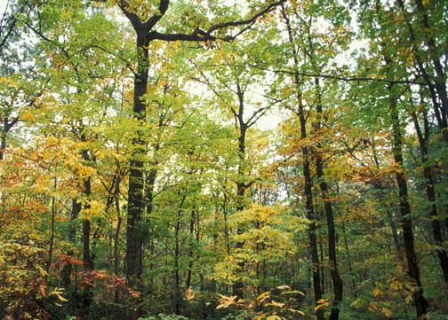  Oak forest in Arlington and Alexandria, Virginia, region of East Coast where botanists confirmed there were no acorns at all on the ground or in the trees of certain areas extending from Washington, D. C. up along I-95 north to New England and Canada. Image provided by Rod Simmons, Alexandria Field Botanist.