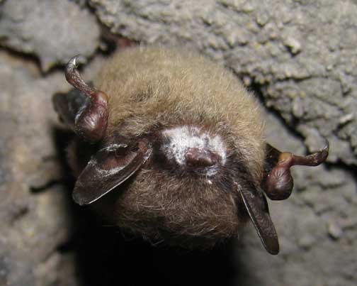 Little Brown Bat (Myotis lucifugus) hibernating in West Virginia cave has white ring of the never-before-seen fungal genus, now named Geomyces destructans, around its nose and on its ears. Image © 2009 by Craig W. Stihler, Ph.D., West Virginia Dept. of Natural Resources.