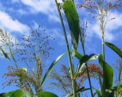 Honey bees fly through Indiana corn tassels accumulating clothianidin-contaminated pollen on their bodies. Clothianidin is a neurotoxin that in miniscule amounts kills honey bees. Image by Peacebeefarm.