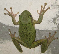 Tree frog climbing wall with its suction cup appendages in British West Indies.