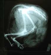 X-ray of back half of mutilated cat examined by veterinarian Cherie Good, D. V. M., in August 2003, found in Bothel, Washington, south of Vancouver, B. C., Canada. The half-cat phenomenon in the Vancouver region has been reported since at least the early 1990s. See Archive: 091203 Earthfiles.