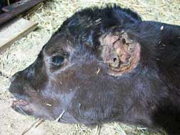 1-week-old male calf discovered by Hoehne, Colorado, rancher Tom Miller on March 17, 2009, with both ears removed as if exposed to heat, its abdomen and all internal organs removed and pelvis broken as if dropped to the ground from some height. Image © 2009 by Chuck Zukowski, MUFON Field Investigator.