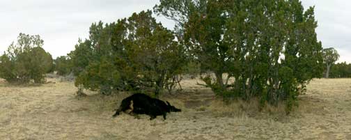 2.5-year-old English Angus and French Gelbvieh heifer crossbreed gave birth to calf Friday, March 20, 2009, and was found dead  under juniper tree with udder removed without blood or milk fluids visible next morning, in Walsenburg, Colorado. Image Sunday morning, March 22, 2009 © by Chuck Zukowski.