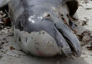 Marine scientists report that since January 20, 2011, twenty-six stillborn and dead baby dolphins have washed ashore along 200 miles of coastline from Louisiana east across Mississippi to Gulf Shores, Alabama. The Institute for Marine Mammal Studies in Gulfport, Mississippi, west of Keesler AFB, gathered tissue samples from a male baby dolphin discovered dead on the Gulfport beach Monday, February 21, 2011. Image © 2011 by James Edward Bates/Sun Herald.