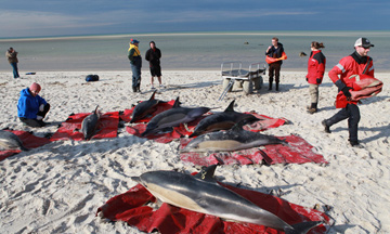 International Fund for Animal Welfare (IFAW) rescue teams tried to save as many common dolphins as possible that persisted stranding, re-stranding and dying between Barnstable and Wellfleet in Cape Cod between January 12 and February 14, 2012.
