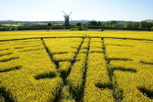 Saturday, May 22, 2010, 5 PM, inside the 5-foot-tall oilseed rape formation with Wilton Windmill in background only a few hours after first noon report of discovery in Wilton, Wiltshire County, England. Image © 2010 by Andrew Pyrka.