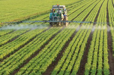 Above:  Spraying the whole GMO RoundupReady crop with Monsanto's Roundup (glyphosate) was originally supposed to kill all the weeds while soybeans, corn or other glyphosate-resistant crops would survive. There has been a more than 1900% increase in glyphosate use on RoundupReady soybeans from 1994 to 2006, according to the Center for Food Safety in May 2008.  Below:  But RoundupReady crops have ironically provoked “frankenstein weeds” that are no longer killed by Roundup glyphosate, but thrive causing even more problems.