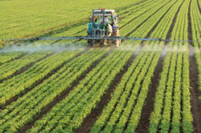 Above: Spraying the whole GMO RoundupReady crop with Monsanto's Roundup (glyphosate) was originally supposed to kill all the weeds while soybeans, corn or other glyphosate-resistant crops would survive. There has been a more than 1900% increase in glyphosate use on RoundupReady soybeans from 1994 to 2006, according to the Center for Food Safety in May 2008. Below: But RoundupReady crops have ironically provoked “frankenstein weeds” that are no longer killed by Roundup glyphosate, but thrive causing even more problems.