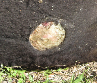 Four-month-old Angus bull calf discovered on Saturday at noon, April 14, 2012, by owner Windell Gillis, Gillis Angus Farm, in Eastman, Georgia. The young bull's penis had been removed in a 5-inch-diameter, circular excision in which the normal hole into the abdominal cavity was completely covered over by bloodless tissue. Image © 2012 by Windell Gillis.