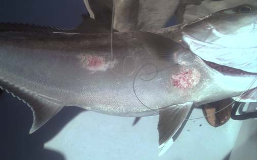 Sick Amberjack with lesions caught by Gulf fisherman off Destin, Florida, on May 29, 2011. Five more Amberjacks caught with this one all had lesions. Image provided by Destin fisherman.
