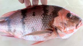 Black discoloration on a dead Red Snapper caught in Gulf of Mexico off Alabama coast. Discolorations also found on other fish such as Vermilion Snapper, Tomtates, Gray Triggerfish and Golden Tilefish. Other problems are fin rot, lesions and lump deformities, some filled with parasites. Image © 2011 by Florida fisherman.