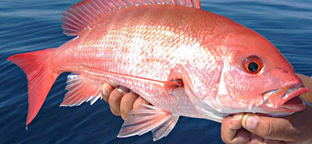  Normal Red Snapper without black discoloration. Image © by Atlantic Seafood Market.