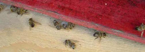 2009 photographic evidence of honey bee deaths in front of their hive at 7:30 AM after the bees drank clothianidin-contaminated dew water (nicotine-based pesticide). Source: Hedwig Riebe of the Deutscher Berufs und Erwerbs Imker Bund e. V. in 2009, German Beekeepers Association.