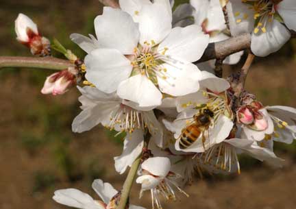 Western honey bee, or European honey bee (Apis mellifera), gathering pollen from almond tree flower. Florida apiary expert, Jerry Hayes, estimates that more than 30% of American honey bees in commercial hives will have died by spring 2010, in the persistent mystery known as “colony collapse disorder.” Photo by Kathy Keatley Garvey.