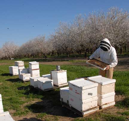 UC Davis bee breeder-geneticist Kim Fondrk in a Dixon, California, almond orchard. Photo by Kathy Keatley Garvey.