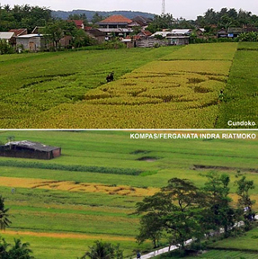 This second crop formation reported January 25, 2011, has not been confirmed to be rice as in the first on January 23, 2011 (below). New formation is also in the Yogyakarta region in a village called Wanujoyo. Images © 2011 by Cundoko and Kompas/Ferganata Indra Riatmoko.