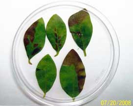 Summer privet leaves with abnormal red-brown discoloration associated normally with fall production of the pigment anthocyanin. Hypothesis is that unusual external energies associated with the Levittown aerial phenomenon provoked premature anthocyanin production. Image © 2008 by W. C. Levengood, Pinelandia Biophysical Lab.
